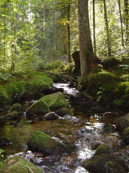 Ferienwohnungen Haus Marlene Kaiser Bernau im Schwarzwald Extérieur photo