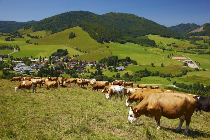 Ferienwohnungen Haus Marlene Kaiser Bernau im Schwarzwald Extérieur photo